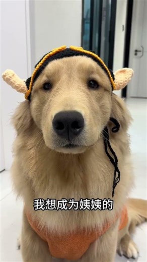 A Heartfelt Tribute: Remembering My Aunts with My Golden Retriever's Adorable Moments