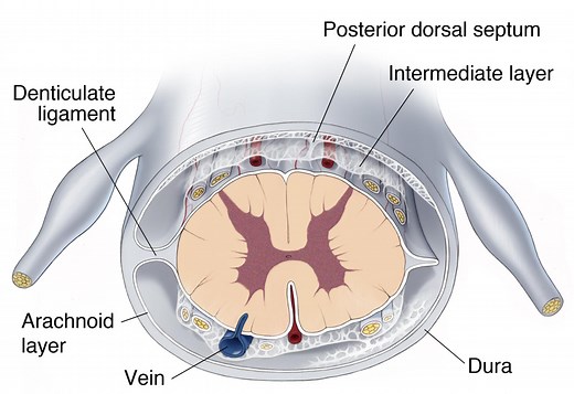 Operative Spinal Cord Anatomy | Cohen Collection | Volumes | The Neurosurgical Atlas