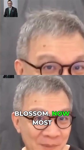 You know it's bad but you're still attracted #peachblossom #toxic