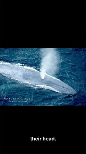How Do Whales Breathe Underwater? 🐋 Amazing Whale Fact #nature #animals #mammals