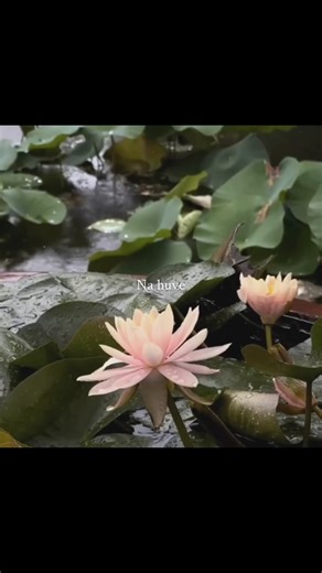 ‎روهيت//‎ | 🪷Dil bhi gaya , Haathon se !! . . . . . . . . . . . . . . . . . . . . . . . . . . #jammu #virals #nature #butiful #austaticlyrics #song... | Instagram