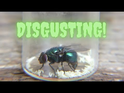A common blow fly laying eggs