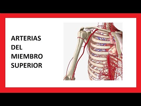 Arterias del Miembro Superior - Anatomía Humana