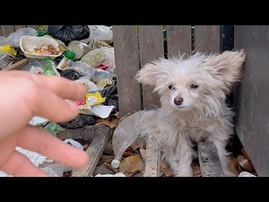 A kind woman rescued a tiny, adorable dog in the park that believed a trash can was its home