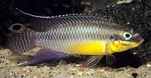 Pagkakaiba sa pagitan ng bony fish at cartilaginous fish - Balita 2026
