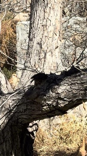 White Eagle Sitting on Tree Branch in Open Sky 4K | Majestic Eagle Resting Calmly