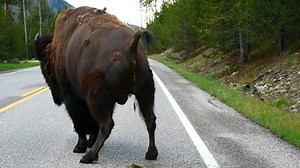 Un bison ayant un poop d'eau : vidéo de stock (100 % libre de droit) 1066067059 | Shutterstock