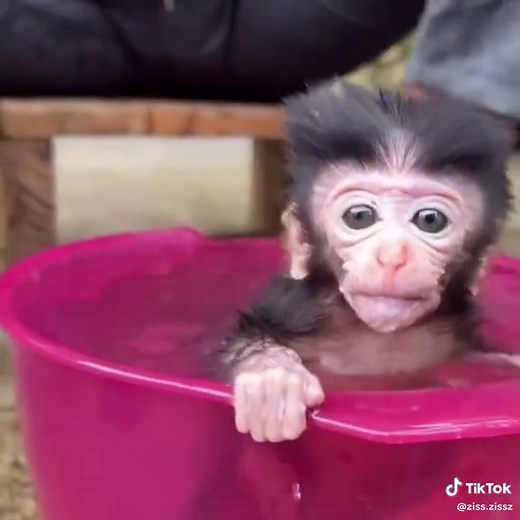 Baby Monkey's First Bath Experience