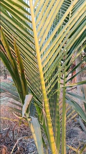 Hybrid Dwarf Coconut Plant 🌴 | Fast Growing & Early Fruit Coconut Tree