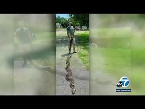 18-foot python caught in South Florida | ABC7