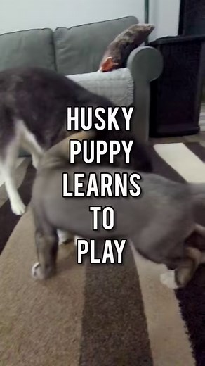 Kira is teaching Eleanor all the ways of Husky play! Memphis is supervising to make sure they are nice to each other! #husky #puppy #puppies #siberianhusky #play | Gone to the Snow Dogs