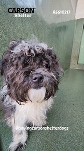💜 Adopted 💜 A5610217 ✰ Unknown -2/27/24- 💜🐾 Please FOSTER or ADOPT Today! 🐾💛 He is about four years old and he came in as a stray. #A5610217 I'm an approximately 4 year old male Havanese. I am not yet neutered. I have been at the Carson Animal Care Center since 2/26. I will be available on 3/1. You can visit me at my temporary home at C301. 🔹Havanese 🔹 AGE:4 years 🔹 male 🔹 ARRIVED:2/26 🔹 AVAILABLE ON: 3/1 🔹 Carson Shelter - 310-523-9566 🔹216 W Victoria St. Gardena, CA 90248 💚💚INTE