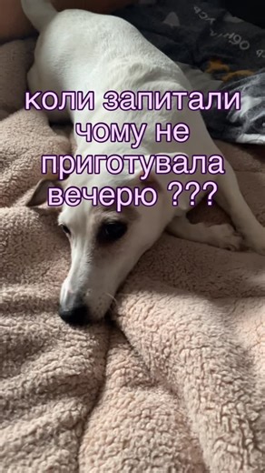 Bonita jrt🐶💙💛 on Instagram: "як вірно відповідати на питання 😁🤗🐶#doglove #jrntr #гумор #поради #jrntr"