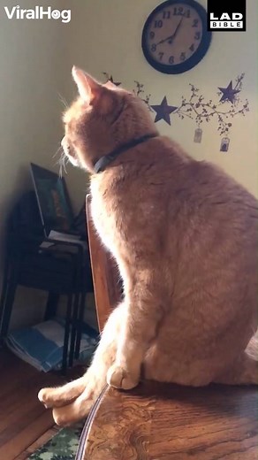 The way this cat sits is too much 😂🐱 | LADbible