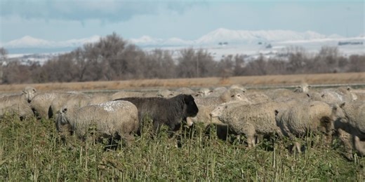 Southern Idaho sheep ranching tradition continues through winter