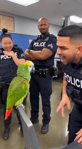 5.7K reactions · 357 shares | The most funny parrot you ever seen 藍 #FunnyParrot #TalkingParrot #GreenParrot #ParrotComedy #PoliceRoast #ParrotHumor #ViralReel #ComedyVideo #USATrend #LaughWithParrot #AnimalComedy #RoastVideo #FunnyAnimals #ParrotTalks #ᴛʀᴇɴᴅɪɴɢʀᴇᴇʟs | Larry the parrot | Facebook