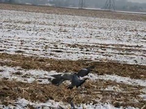 Chasse à la palombe / pigeon ramier