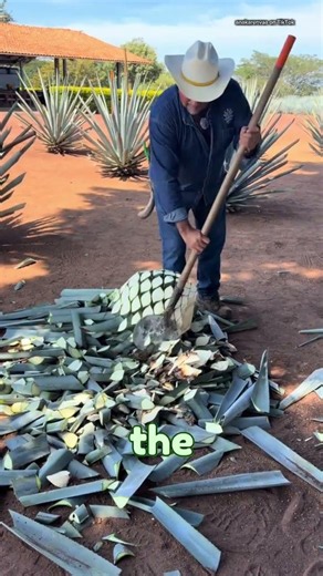 harvesting agave plants