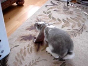 English Lop Bunny Playing