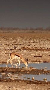 10K views · 210 reactions | Springbok at Etosha National Park, Namibia. #namibia #etoshanationalpark #springbok #wildlife #animals #etoshawildlife #nationalpark #explorenamibia #explore #safari #dailypost | Madbookings - Travel Experts in Africa & Asia | Facebook