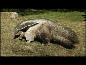 Giant Anteater Carrying Its Baby On Its Back (Myrmecophaga tridactyla)