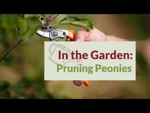 In the Garden: Pruning Peonies