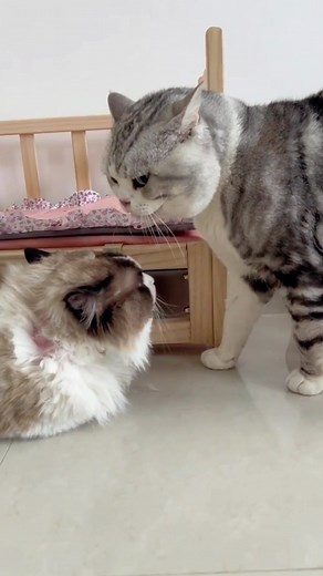 Cats argue, no one will let anyone#catsoftiktok #cat #catvideo #cute #fyp #funnycat