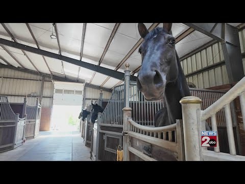 88th Tennessee Walking Horse celebration set to begin in Shelbyville