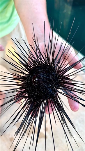 BlacktipH on Instagram: "I can’t believe @fishingarrett yoinked this thing 😳 #blacktiph #fishing #yoink #ocean #outdoors #wildlife #seaurchin"