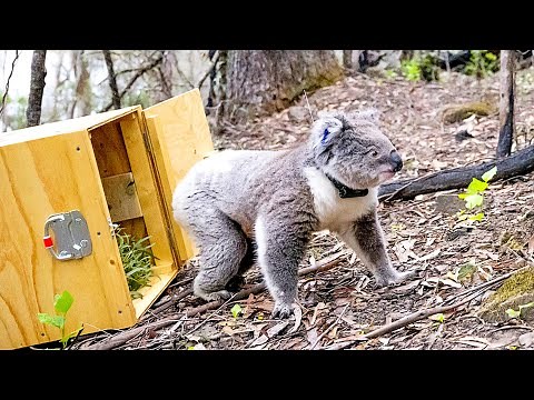 30 Rescued Animals Released Into The Wild For The First Time !