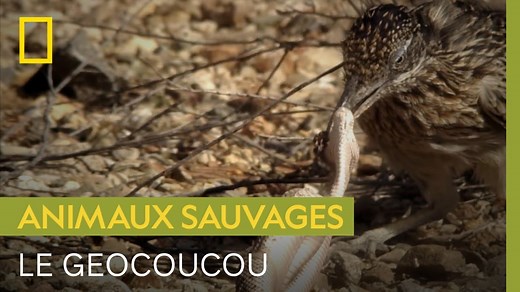 Documentaire | Le Géocoucou de Californie, un oiseau extrêmement rapide… quand il court