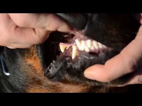 Rottweiler Teeth & Tongue [Reupload]