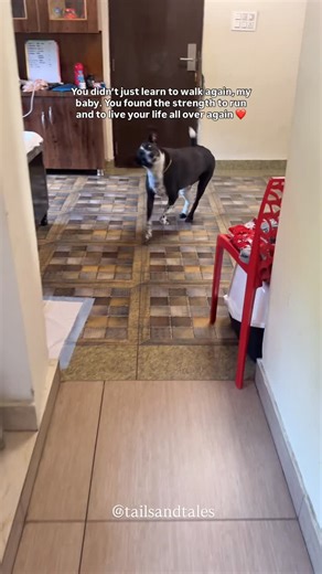 Tails & Tales | I spent the past three months at home, not going anywhere, not doing anything else, just being with Thodu because he needed me the most.... | Instagram