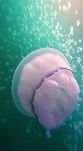 Wild goats duel on a near-vertical cliff; one slips but saves itself by hooking its horn on a crevic