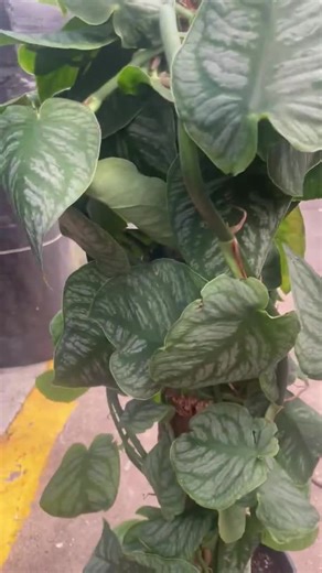 Monstera Dubia Plant - Rare and Uncommon- 2 Leaf Cutting - Shingle Plant - Home Decor - Beautiful Veining - Etsy