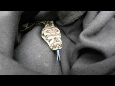Some fun facts about Australian Carpet Pythons and a release.