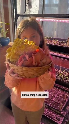 Growing mushrooms and seedlings together in the BloomRoom grow tent