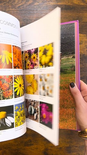 Sneak Peek: Namaqua Self-Drive Embark on a journey through the breathtaking landscapes of Namaqualand. Our latest guide offers detailed routes, insider tips, and stunning visuals to enhance your self-drive adventure. Whether you're planning a spring flower tour or a tranquil getaway, this book is your perfect companion. #NamaquaSelfDrive #HPHBooks #SelfDriveAdventure #Namaqualand #ExploreSouthAfrica #TravelGuide #NatureLovers #RoadTripReady | HPH Publishing