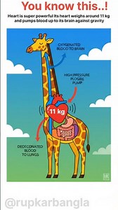 Giraffe Heart Facts 🦒 | 11 kg Heart That Pumps Against Gravity!”