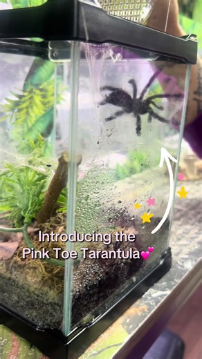 Introducing the Pink toe tarantula!💕🫶 Relatively easy to care for and great for beginners! 🕷️ #petsoftiktok #petshop #tarantula #tarantulasoftiktok #petlover