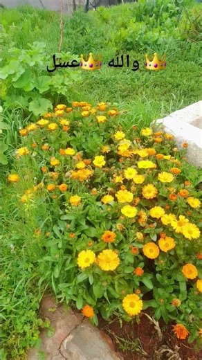 ٢٥ مارس ٢٠٢٦