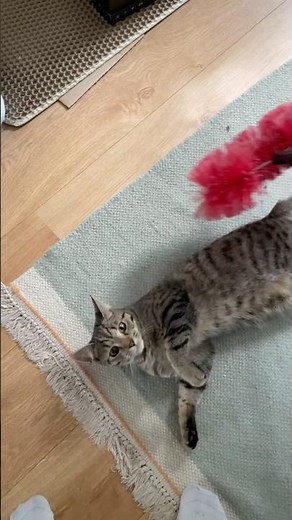 How to entertain your cat for free 😺✨ #kitten