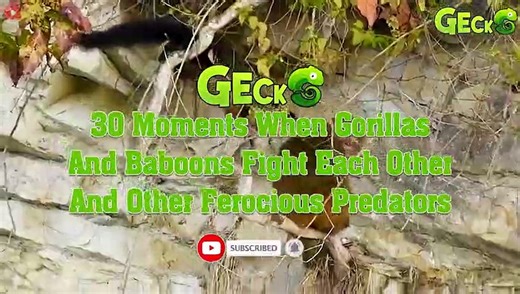 30 Moments When Gorillas And Baboons Fight Each Other And Other Ferocious Predators   Animal Fight