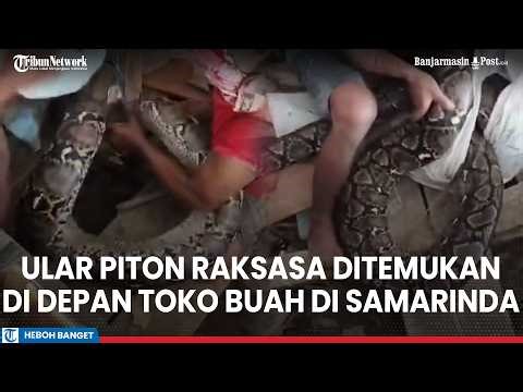 The Moment a Giant Python Was Found in Front of the Sempaja Lestari Fruit Shop in Samarinda, East...