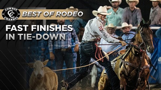 These calves came running - cowboys came hunting