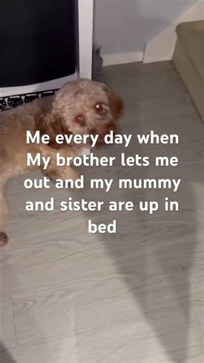 I love going upstairs! #dog #doglife #dogshorts #cockapoopuppy #puppies #puppylife #cute #funny