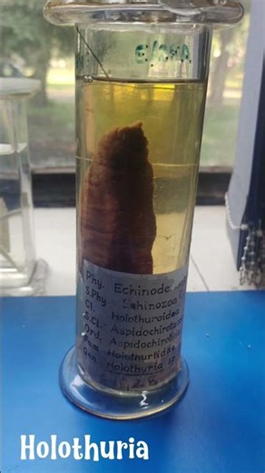 phylum Echinodermata #uttarkashi #biology #trustonallah