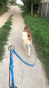 Ездовые собаки | Сибирский хаски