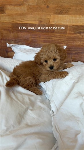 Embracing Maltipoo Life: Our Adorable Puppy Journey
