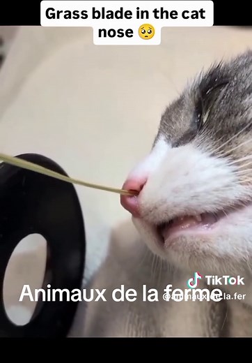 Comment nettoyer le nez des chats : astuces et conseils